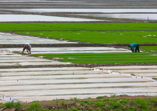 North Korean farmers working in a field, South Pyongan Province, Chongsan-ri Cooperative Farm, North Korea