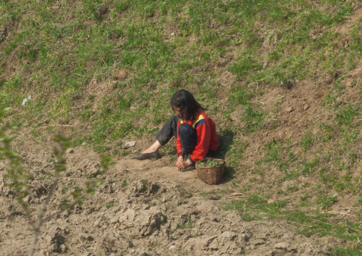 North Korean girl in a field filling her basket with herbs, Kangwon Province, Wonsan, North Korea