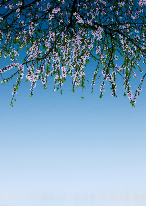Cherry blossoms flowers against the sky, Kangwon Province, Wonsan, North Korea
