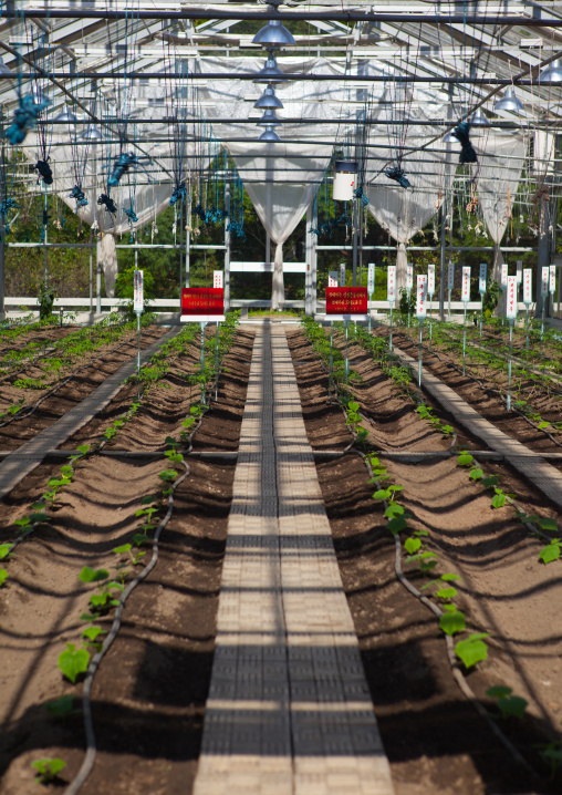 Greenhouse visited by Kim Jong il in agriculture university, South Hamgyong Province, Hamhung, North Korea