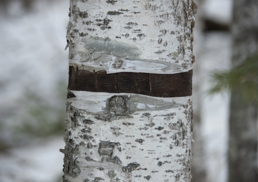 Preserved slogan-bearing tree where North Korean revolutioners left inspiring slogans on the trunks in paektusan secret camp, Ryanggang Province, Samjiyon, North Korea