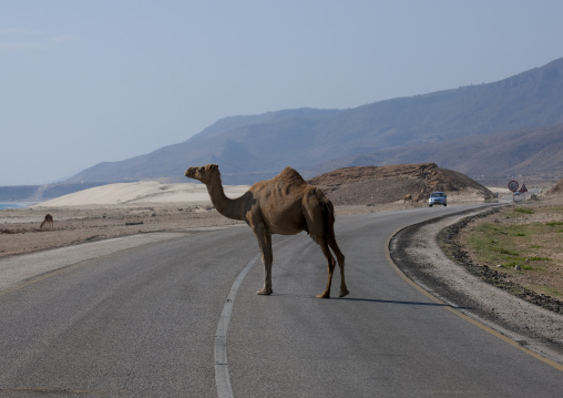 Camel Crossing The Road, Mirbat, Oman