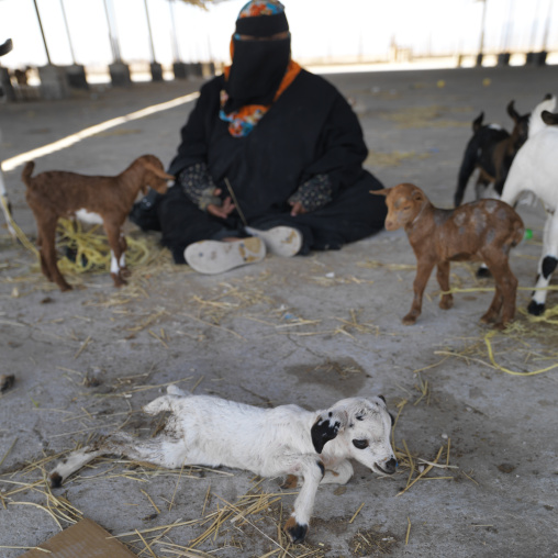 Veiled Bedouin Woman With Lambs, Salalah, Oman