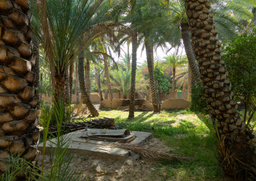Date palms in an oasis, Ad Dakhiliyah Region, Al Hamra, Oman
