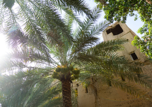 Date palms in an oasis, Ad Dakhiliyah Region, Al Hamra, Oman