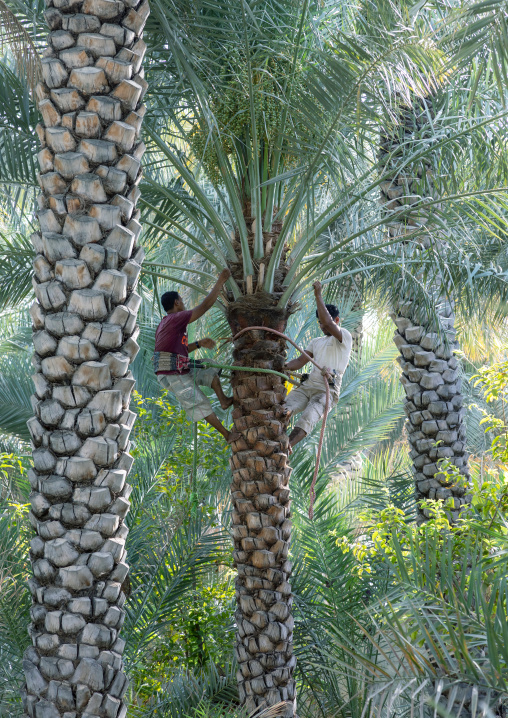 Man climbing to collect dates in an oasis, Ad Dakhiliyah Region, Al Hamra, Oman
