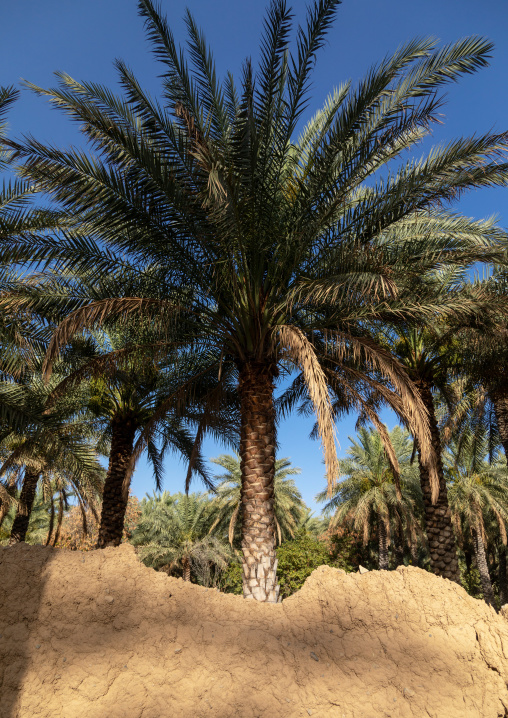 Date palm in an oasis, Ad Dakhiliyah Region, Al Hamra, Oman