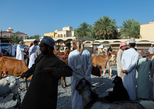 Omani men selling and buying cattle in the market, Ad Dakhiliyah Region, Nizwa, Oman