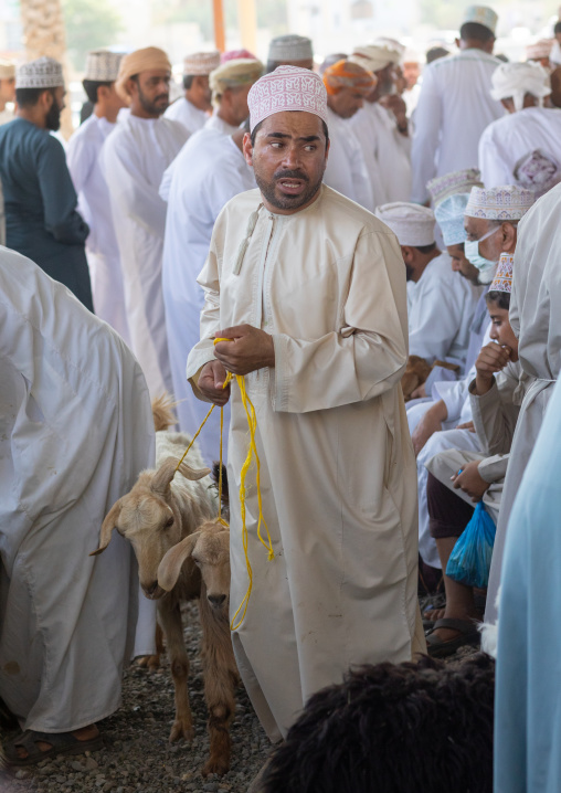 Omani men selling and buying cattle in the market, Ad Dakhiliyah Region, Nizwa, Oman