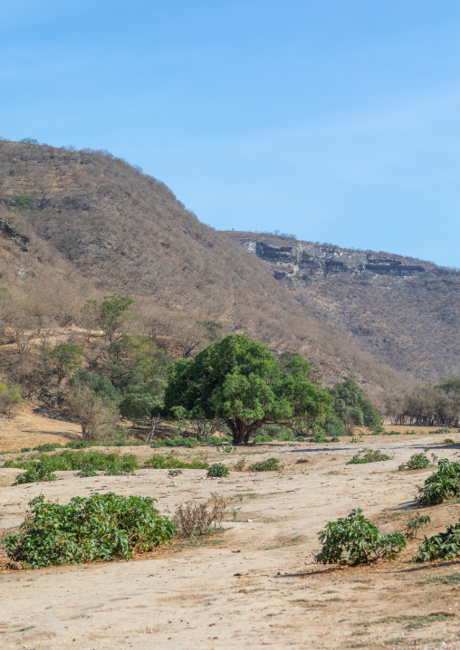 Tree in wadi dirba, Dhofar Governorate, Qara Mountains, Oman