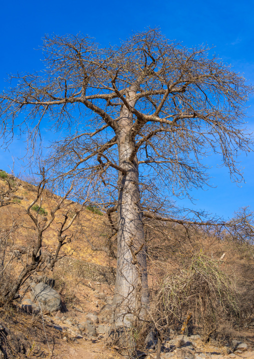 Baobab tree in wadi hinna, Dhofar Governorate, Wadi Hinna, Oman