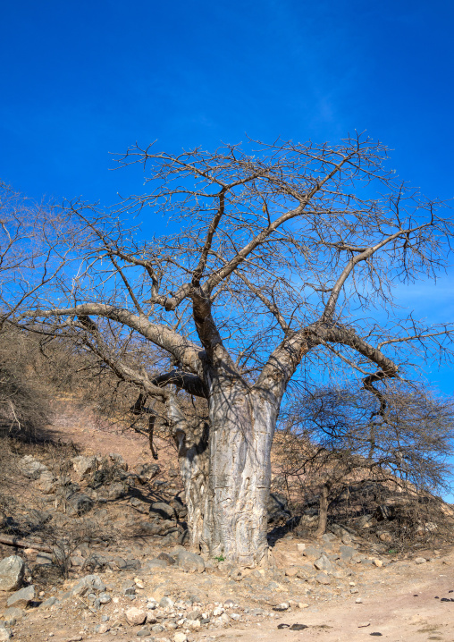 Baobab tree in wadi hinna, Dhofar Governorate, Wadi Hinna, Oman