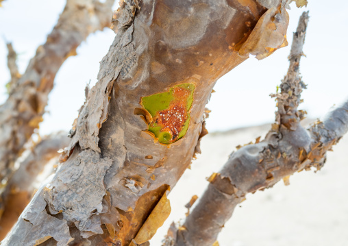Frankincense tree, Dhofar Governorate, Wadi Dokah, Oman