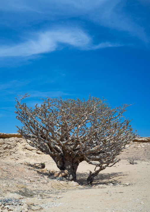 Frankincense tree, Dhofar Governorate, Wadi Dokah, Oman
