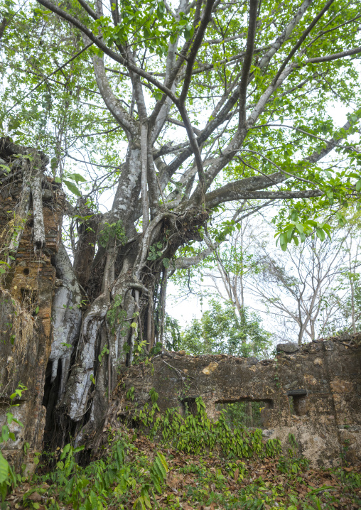 Panama, Darien Province, Boca Grande, Fuerte San Lorenzo Ruins