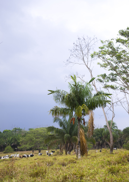 Panama, Darien Province, Filo Del Tallo, Darien National Park