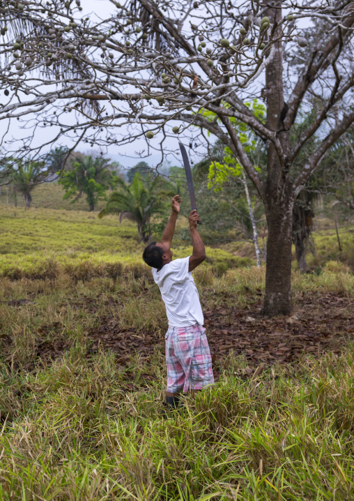 Panama, Darien Province, Filo Del Tallo, Embera Man Collecting Fruits Used To Dye Clothes In Filo Del Tallo