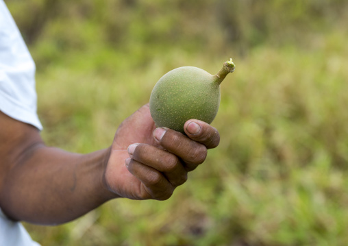 Panama, Darien Province, Filo Del Tallo, Embera Man Collecting Fruits Used To Dye Clothes In Filo Del Tallo