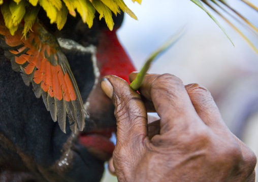 Highlander warrior with traditional makeup during a sing-sing, Western Highlands Province, Mount Hagen, Papua New Guinea