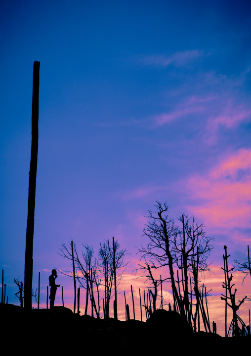 Dead palm trees after volcanic eruption in Tavurvur volcano, East New Britain Province, Rabaul, Papua New Guinea
