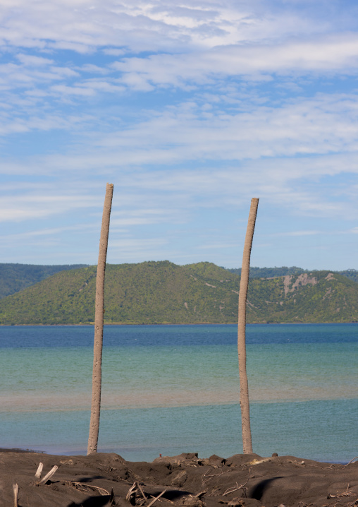 Dead palm trees after volcanic eruption in Tavurvur volcano, East New Britain Province, Rabaul, Papua New Guinea