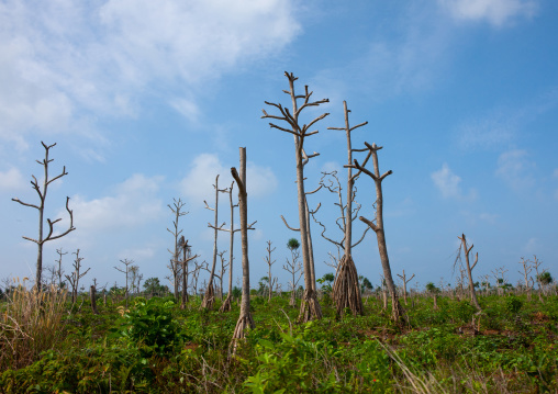 Deforestation in the countryside, Milne Bay Province, Trobriand Island, Papua New Guinea