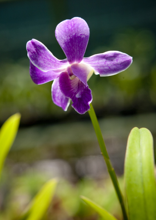 Purple Orchids flowers, National Capital District, Port Moresby, Papua New Guinea