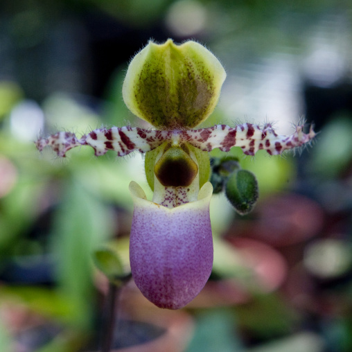 Orchids flowers, National Capital District, Port Moresby, Papua New Guinea