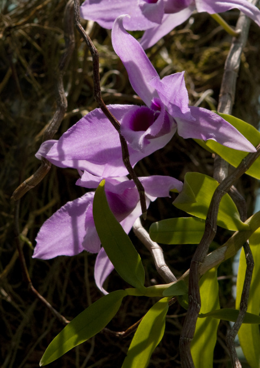 Pink Orchids flowers, National Capital District, Port Moresby, Papua New Guinea