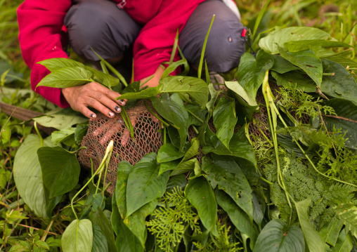Kunga man preparing his headdress during a sing-sing, Western Highlands Province, Mount Hagen, Papua New Guinea