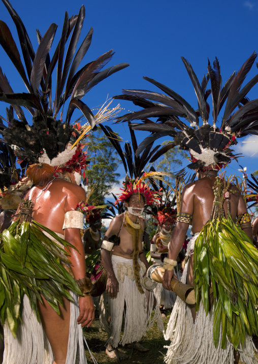 Chimbu tribe women with giant headdresses made of feathers during a Sing-sing, Western Highlands Province, Mount Hagen, Papua New Guinea