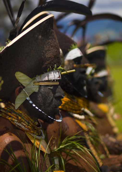 Enga kompian suli muli wigmen dancing in line during a Sing-sing, Western Highlands Province, Mount Hagen, Papua New Guinea
