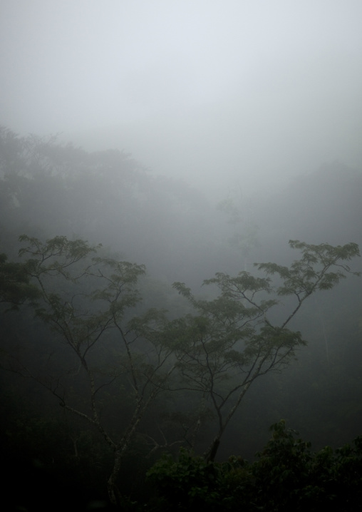 Fog in the forest, Nyungwe Forest National Park, Gisakura, Rwanda