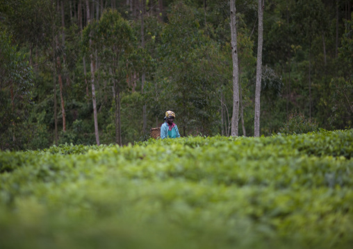 Rwandan woman working in a tea plantation, Western Province, Cyamudongo, Rwanda