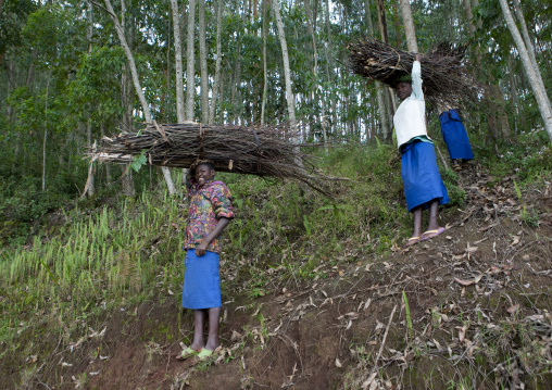 Rwanda women carrying wood on her head, Western Province, Cyamudongo, Rwanda