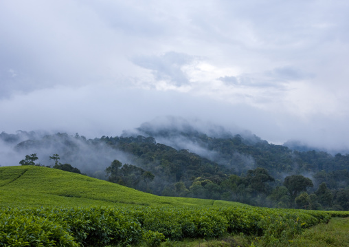 Tea plantations in the fog, Nyungwe Forest National Park, Gisakura, Rwanda