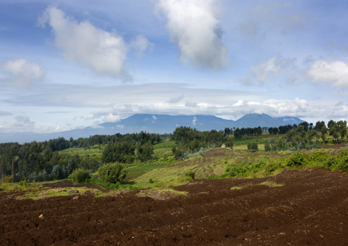 Volcanoes national park, Northwest Province, Rehengeri, Rwanda