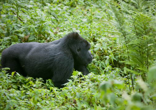 Gorilla in the jungle of the volcanoes national park, Northwest Province, Rehengeri, Rwanda