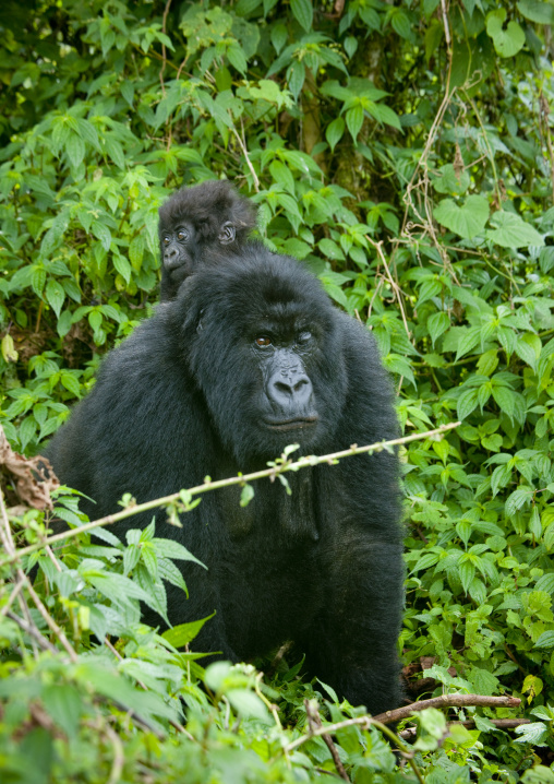 Gorilla in the jungle of the volcanoes national park, Northwest Province, Rehengeri, Rwanda