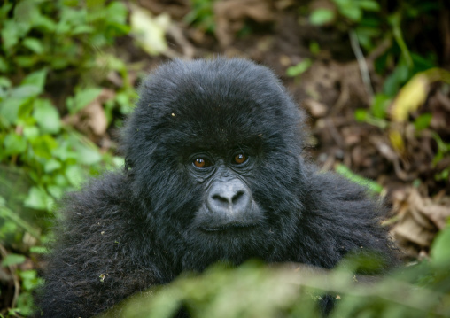 Baby gorilla in the jungle of the volcanoes national park, Northwest Province, Rehengeri, Rwanda