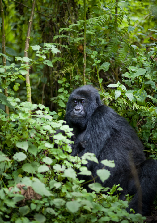 Gorilla in the jungle of the volcanoes national park, Northwest Province, Rehengeri, Rwanda