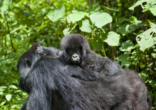 Gorilla with her baby in the jungle of the volcanoes national park, Northwest Province, Rehengeri, Rwanda