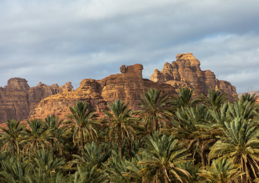 Palm trees in the oasis of jebel Dedan, Al Madinah Province, Alula, Saudi Arabia