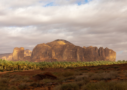 Palm trees in the oasis of jebel Dedan, Al Madinah Province, Alula, Saudi Arabia