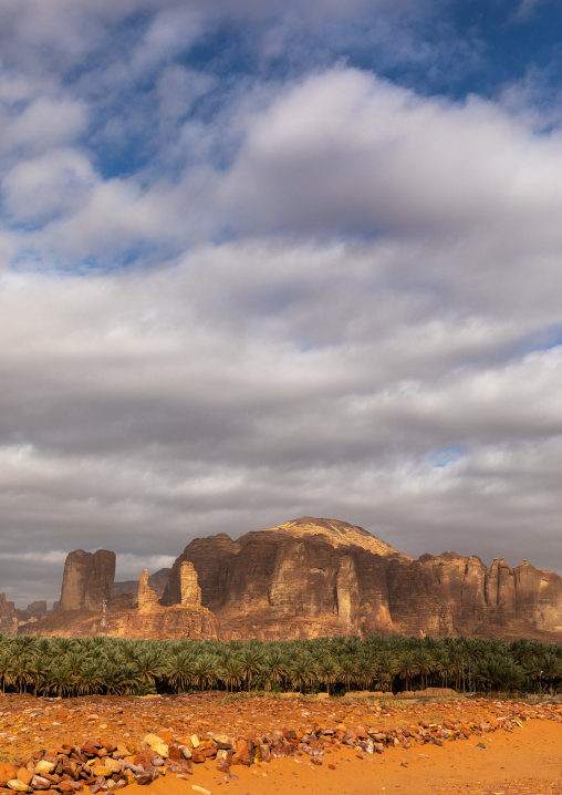 Palm trees in the oasis of jebel Dedan, Al Madinah Province, Alula, Saudi Arabia