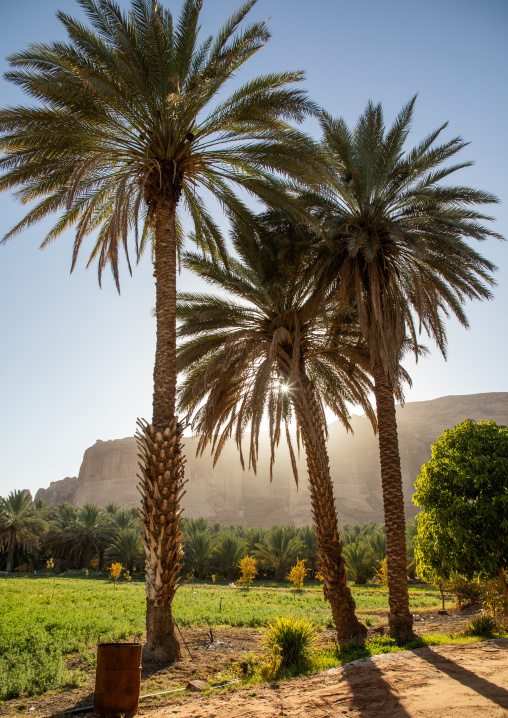 Palm trees in an oasis, Al Madinah Province, Alula, Saudi Arabia
