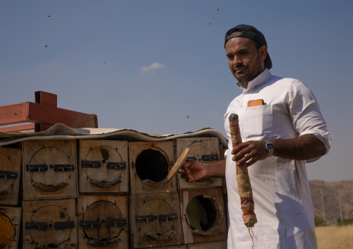 Saudi beekeeper working in the beehives, Jizan province, Addarb, Saudi Arabia