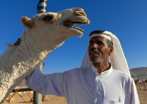 Saudi man with his camel in a farm, Najran Province, Najran, Saudi Arabia