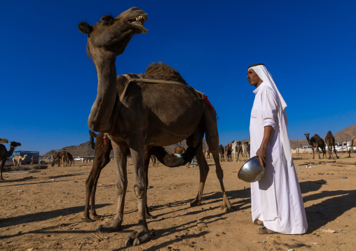 Saudi man miking a camel, Najran Province, Najran, Saudi Arabia