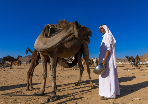 Saudi man miking a camel, Najran Province, Najran, Saudi Arabia